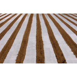 Film for Mulching Potatoes 0.5m x 1000m 30 microns for 1 year Transparent