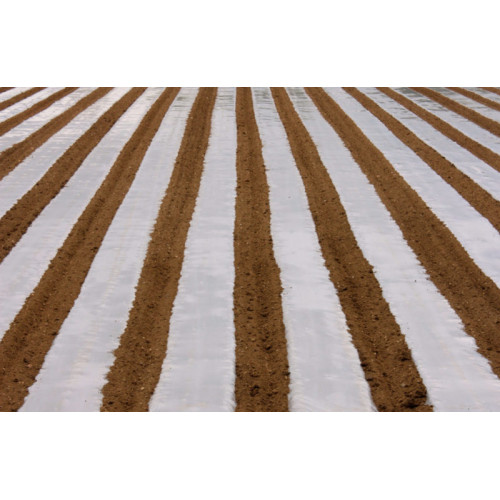 Film for Mulching Cucumbers 0.6m x 1000m 30 microns for 1 year Transparent